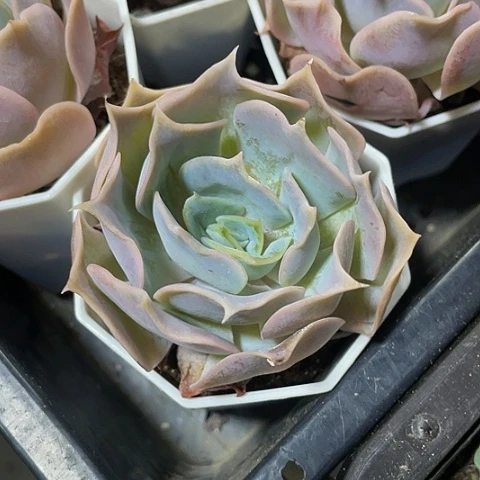 沙漠玫瑰5.8带盆土