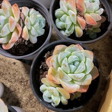 90盆大冰玉大盆带盆