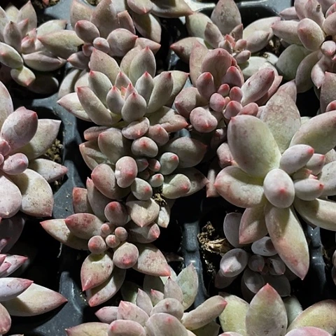 2颗一组小红蜻蜓