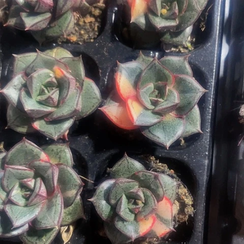 麒麟座锦9.9带土发