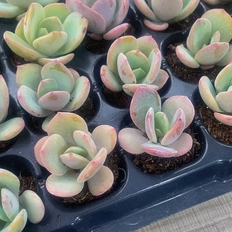 2颗一组小奶茶带土