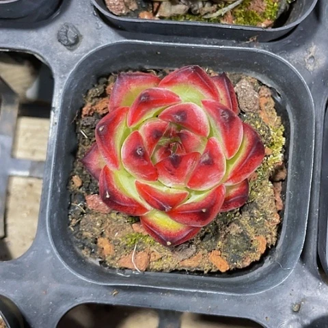 小火苗4.8带盆土