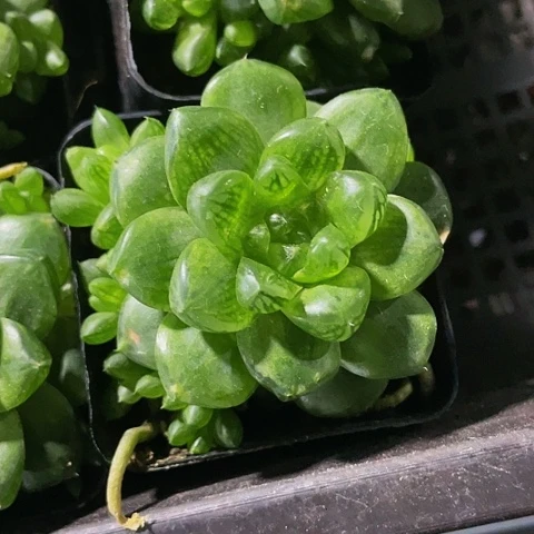 草玉露群2.8带盆土