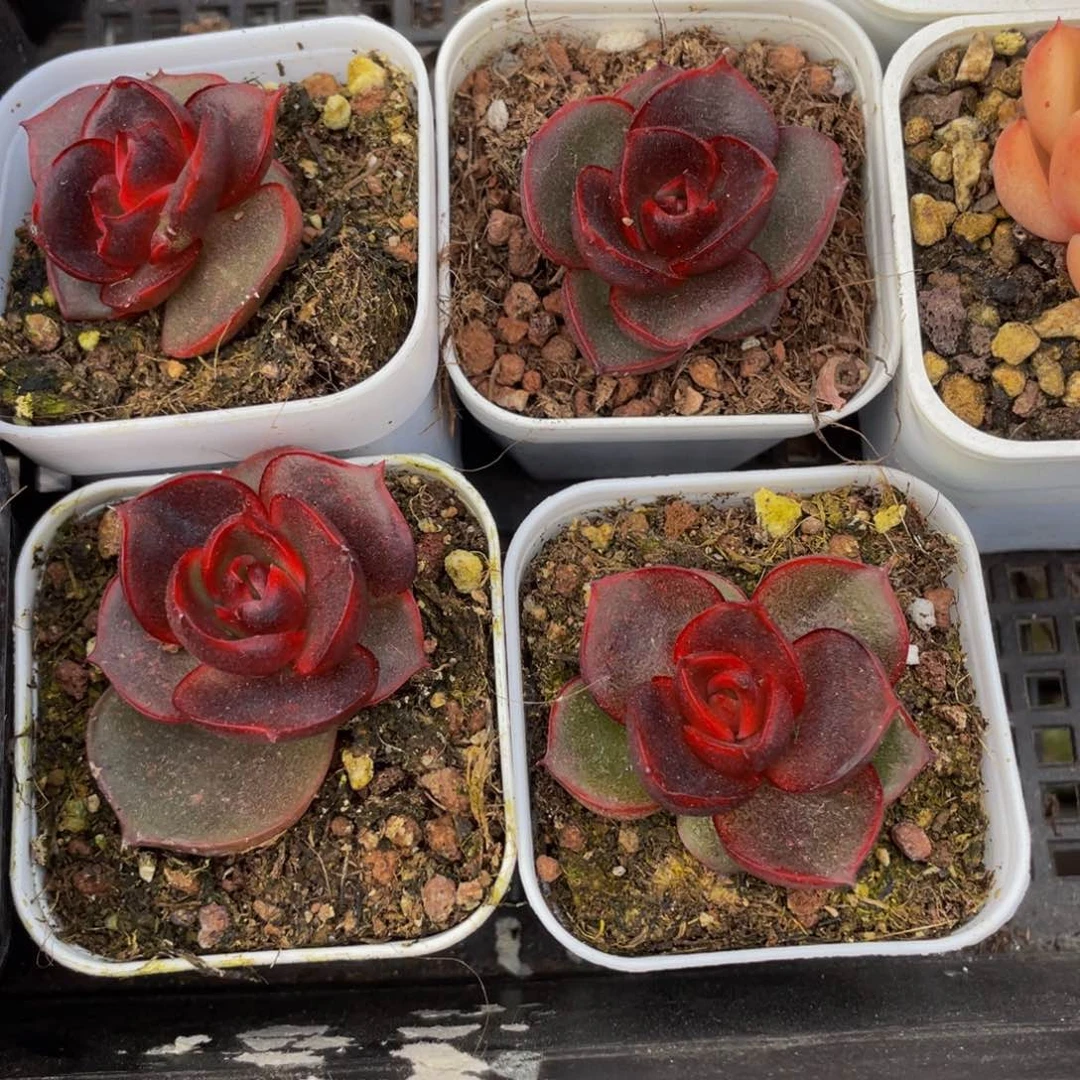 红灯65带盆土发多肉