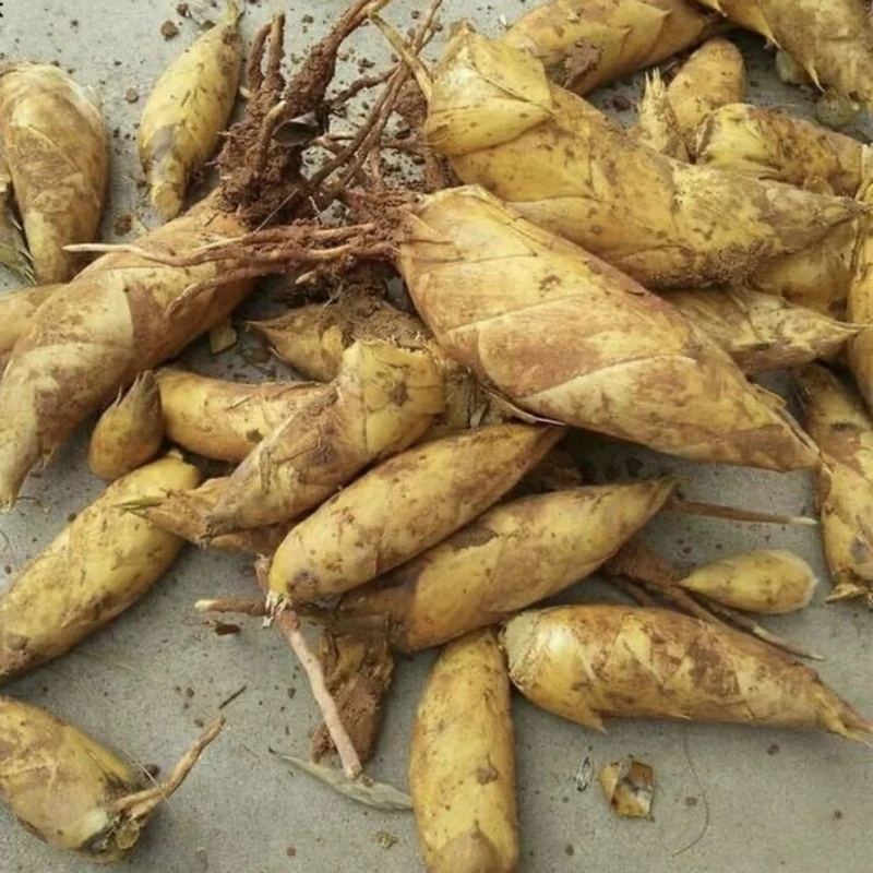 新鲜冬笋正宗临安本地当季现挖现发天目山竹笋农户高山自挖冬春笋