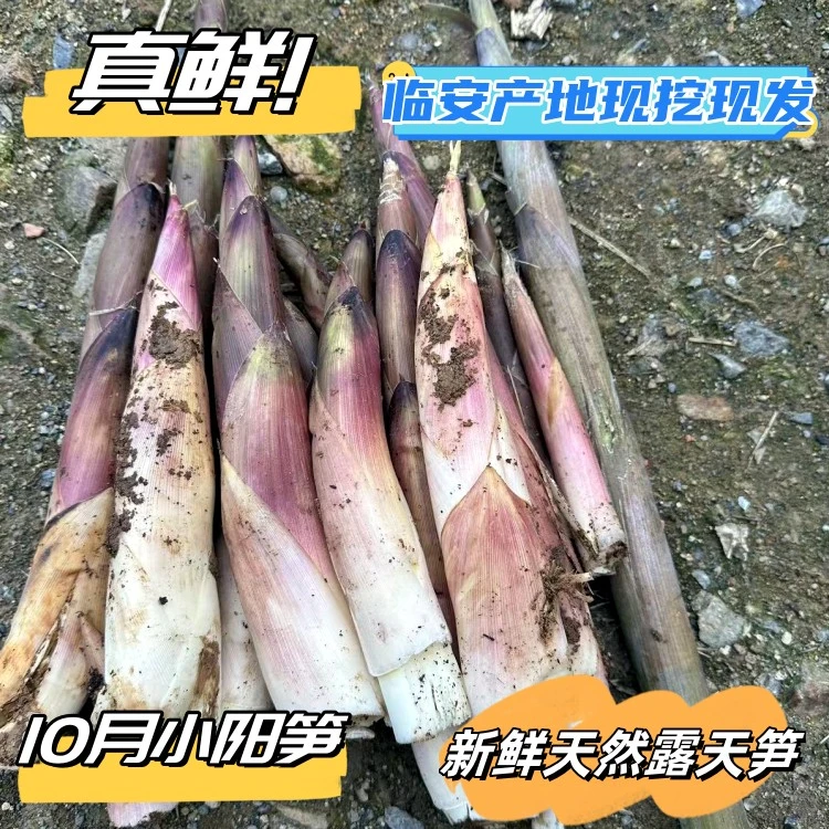 新鲜笋临安特产小阳笋现挖小笋泡沫箱冰块发货3斤5斤自然笋露天笋
