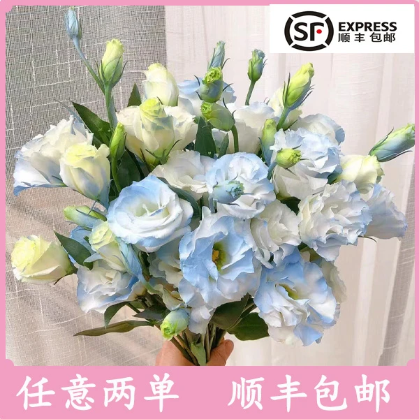碎冰蓝洋桔梗奶白色客厅办公室水养洋桔梗顺丰云南昆明洋桔梗白色