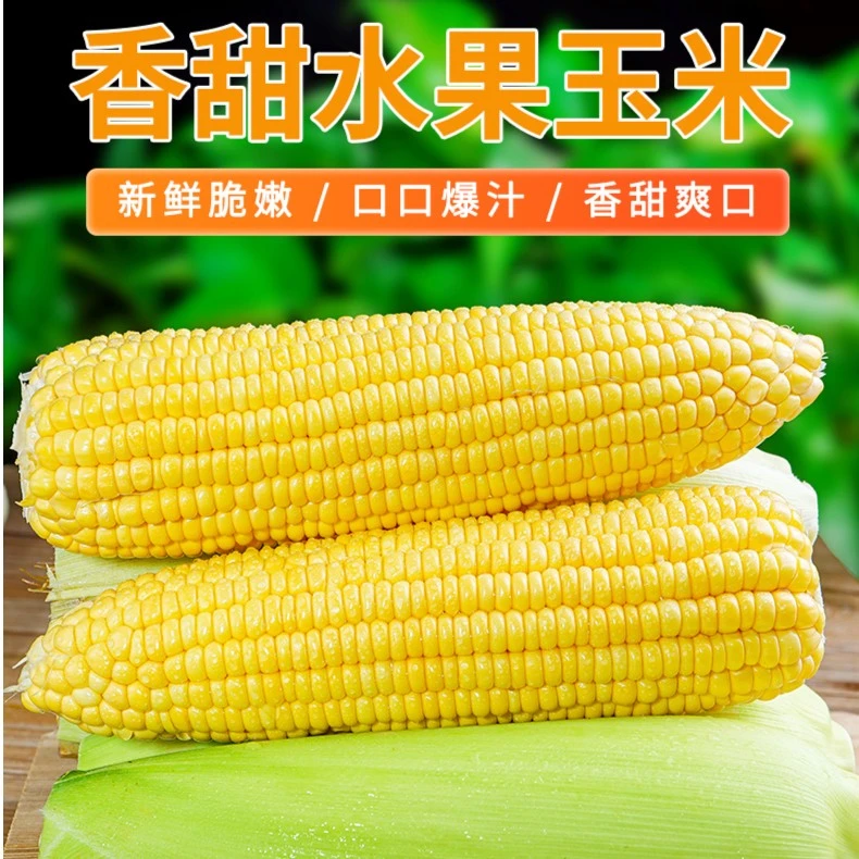 【成都次日达】云南新鲜香甜爆汁水果玉米【京东包邮】