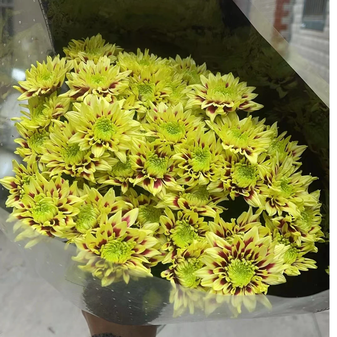 台风（黄色） 小雏菊全店任意N单一个运费