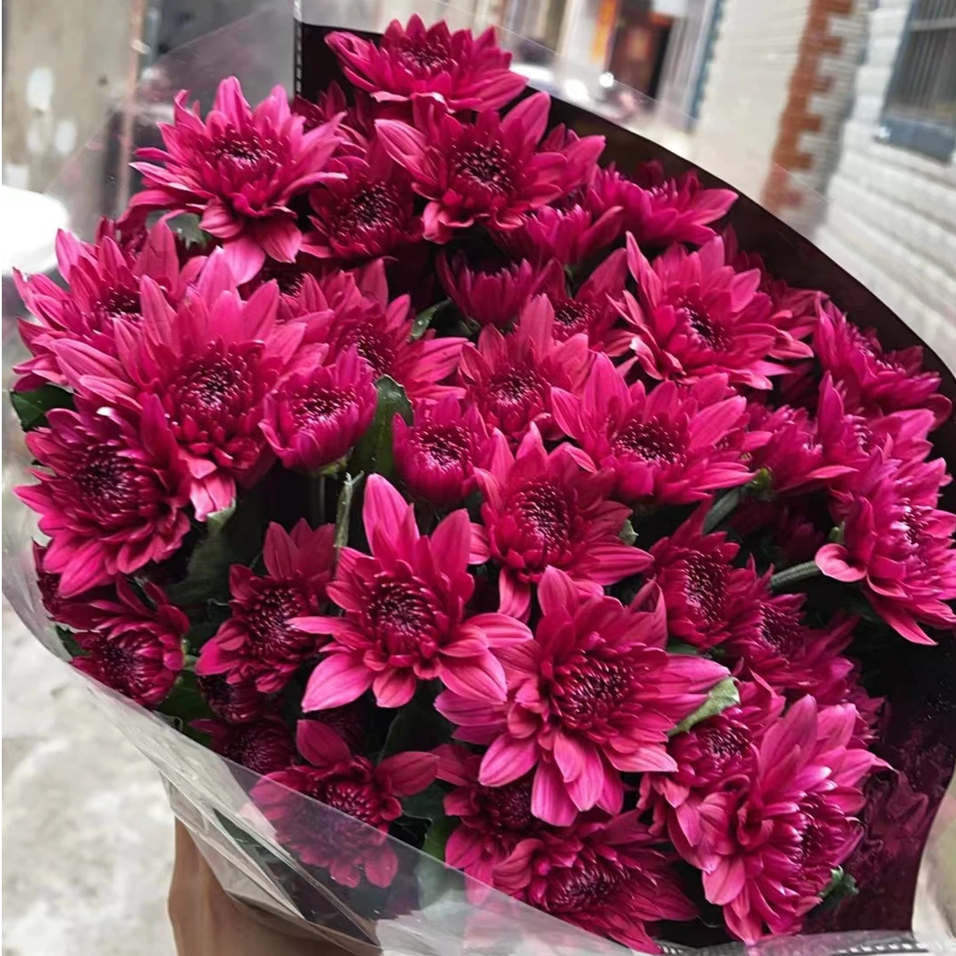 紫丹特 小雏菊全店任意N单一个运费