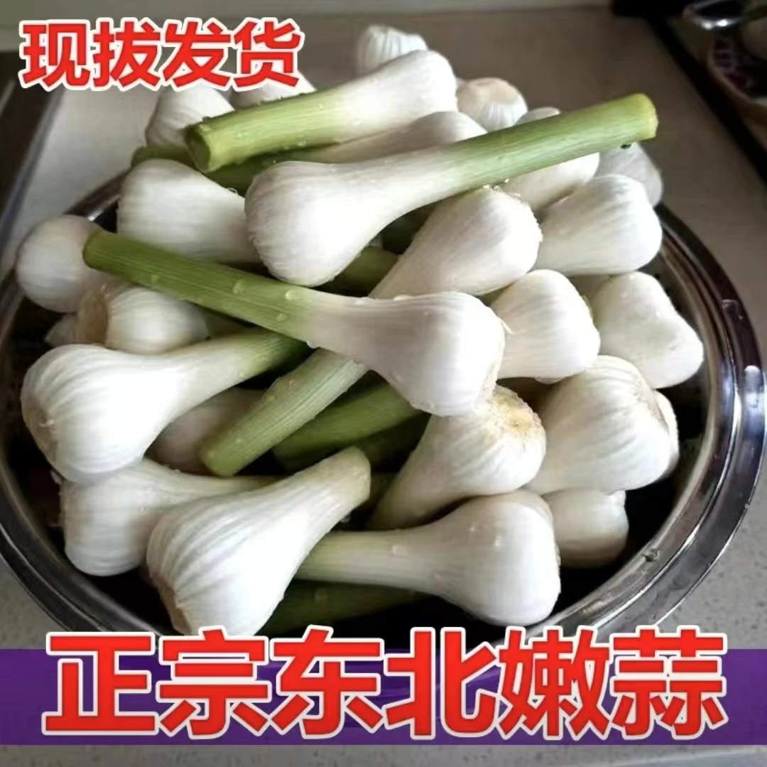 东北青蒜 嫩蒜 蒜头 马牙蒜 下饭神器