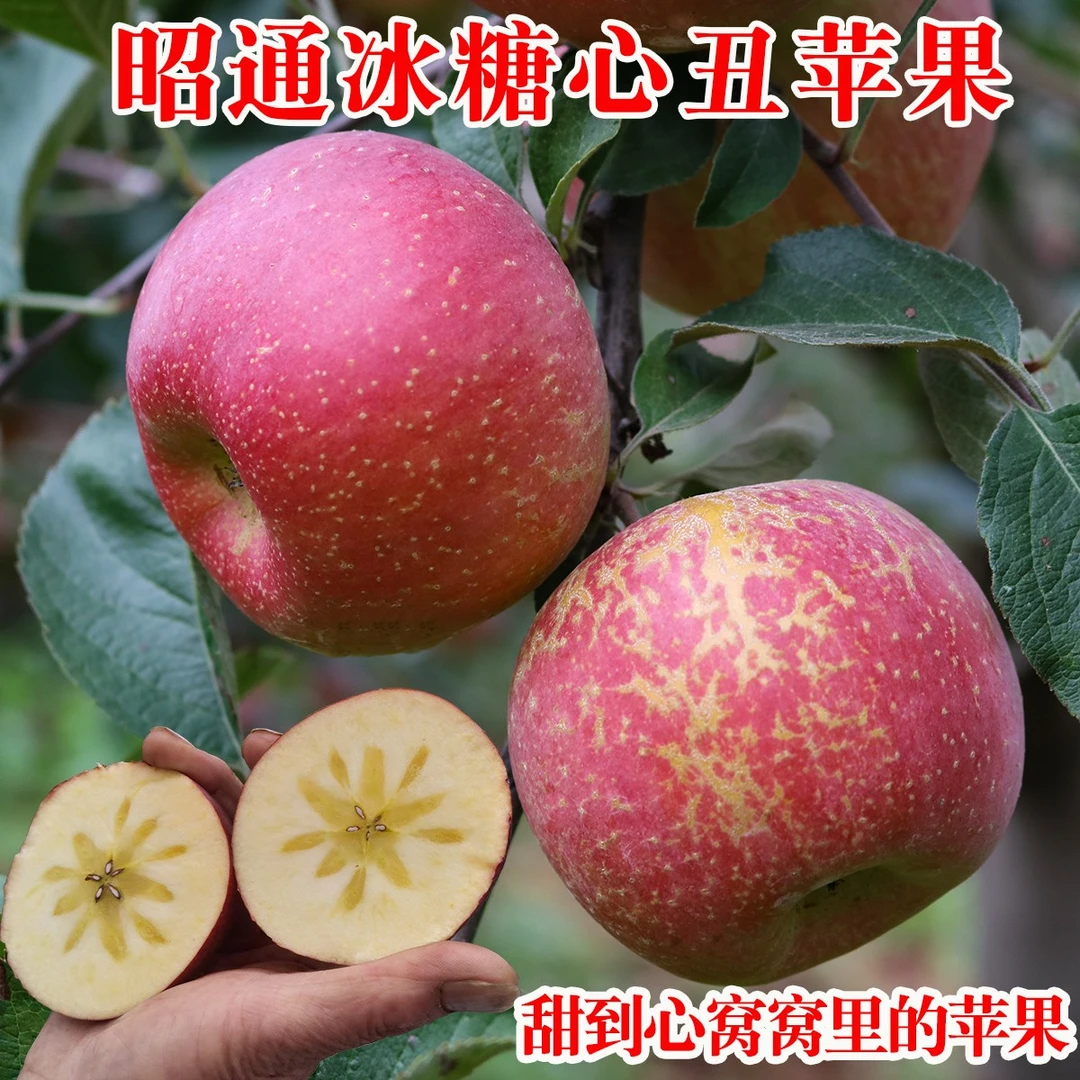 【正宗云南昭通丑苹果】新鲜昭通丑苹果现摘脆甜多汁