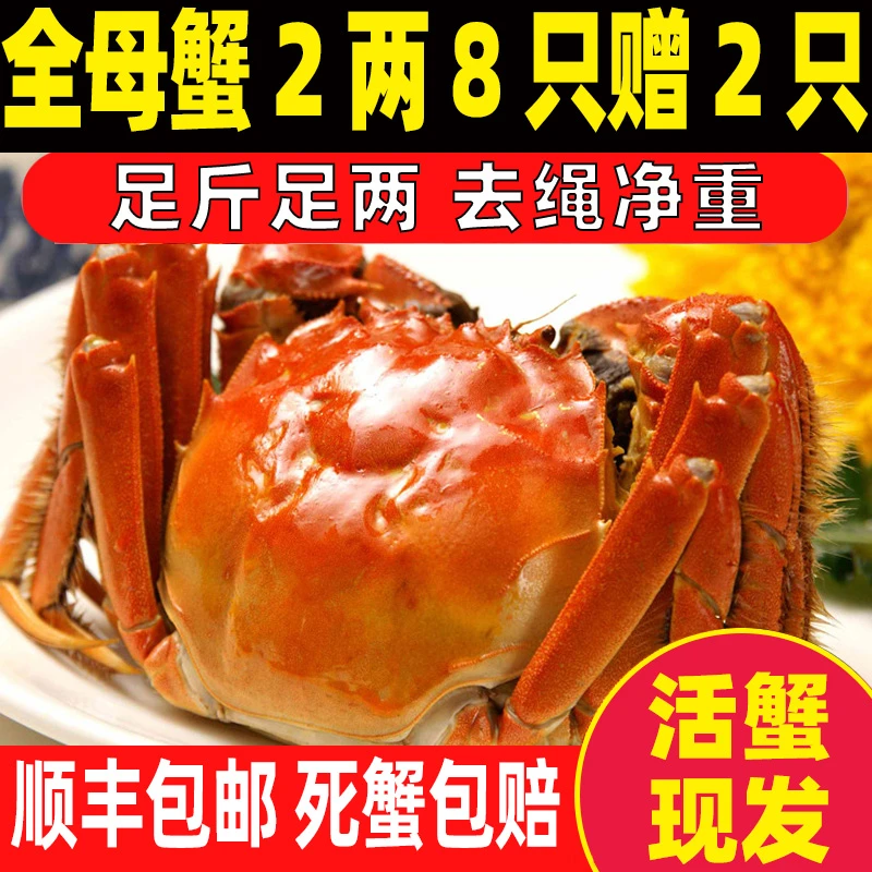 活蟹现货【拍8发10只】大闸蟹螃蟹鲜活河蟹全母蟹2.0两新鲜顺丰包邮