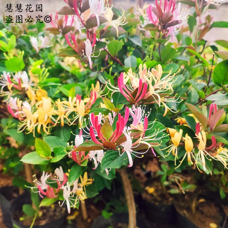 (带盆土带叶)树形多彩红色金银花食用泡茶闻香盆栽地栽阳台庭院栽