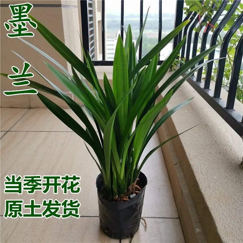墨兰盆栽企黑报岁兰浓香型花卉绿植客厅办公室内四季好养当年开花
