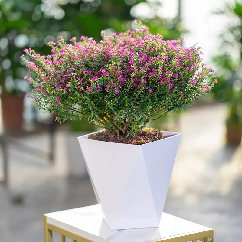 满天星盆栽四季开花阳台绿植盆栽花卉好养带花苞发货观花植物常绿