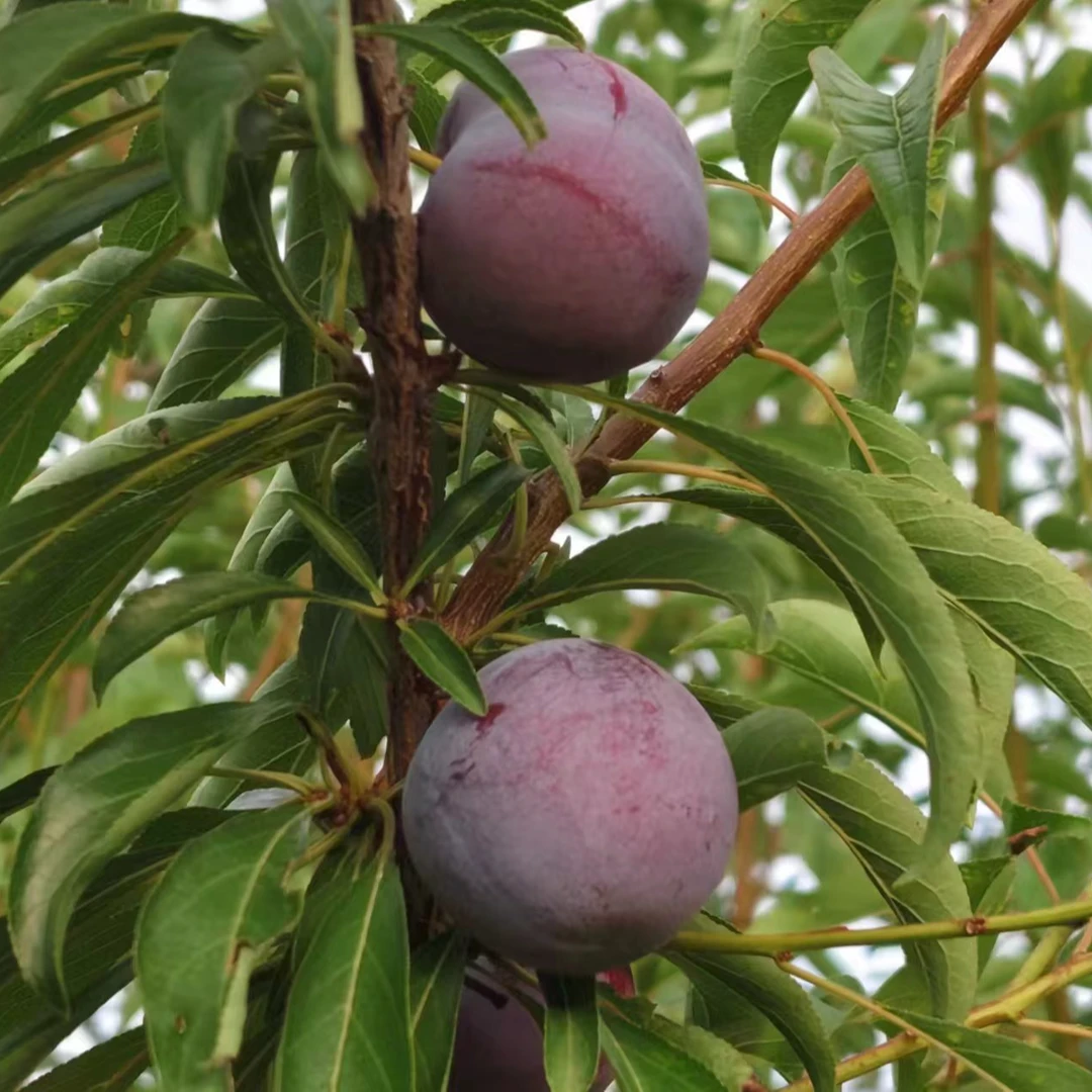 四川广元苍溪高山小脆红李