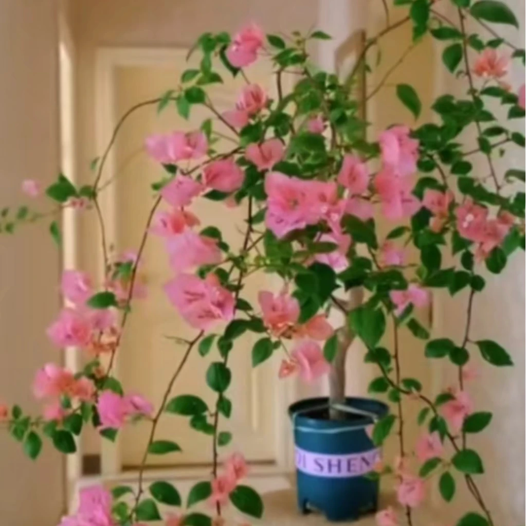 sanjiaomei/三角梅品种总汇 毅彬三角梅基地扦插袋苗