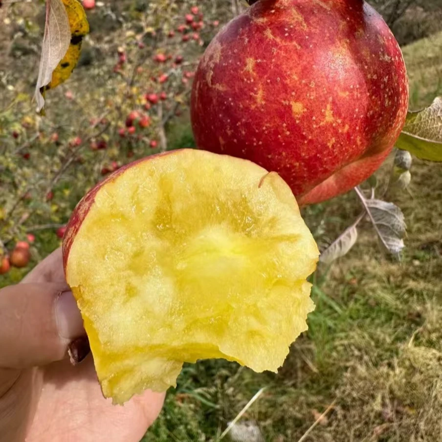正宗四川大凉山盐源丑苹果富士苹果现摘现发新鲜包脆包甜5斤装好.