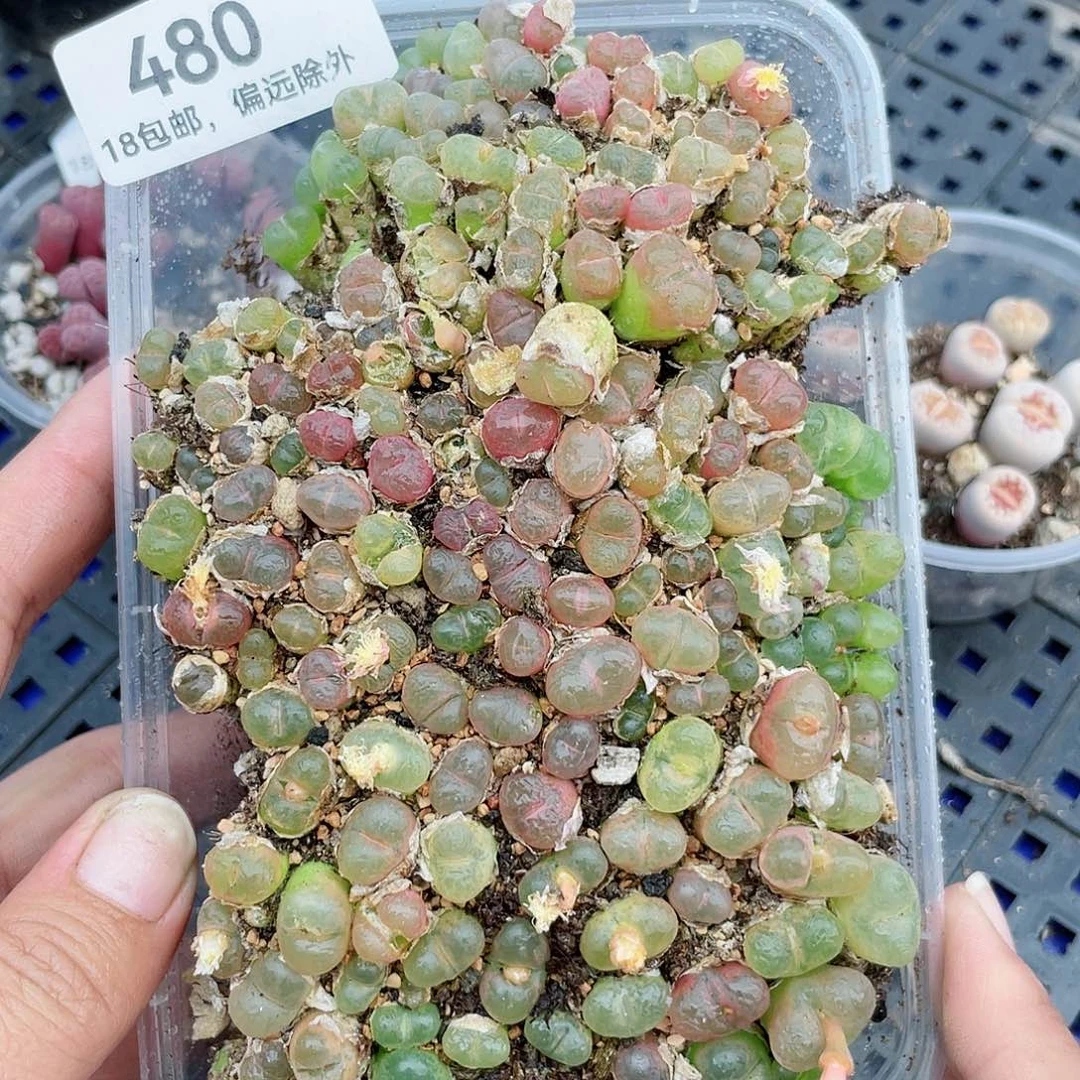 红陶20CM（含）-50CM（不含）480