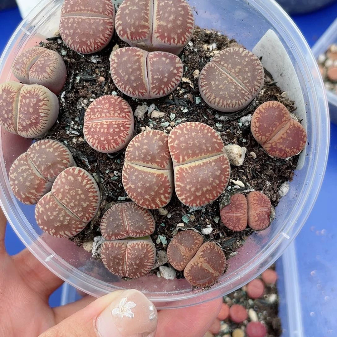 大*006大删e mo da j l lo