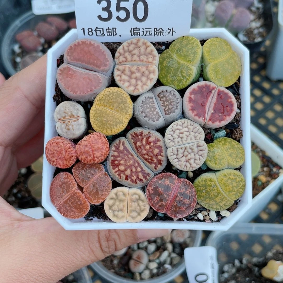 红陶20CM（含）-50CM（不含）350