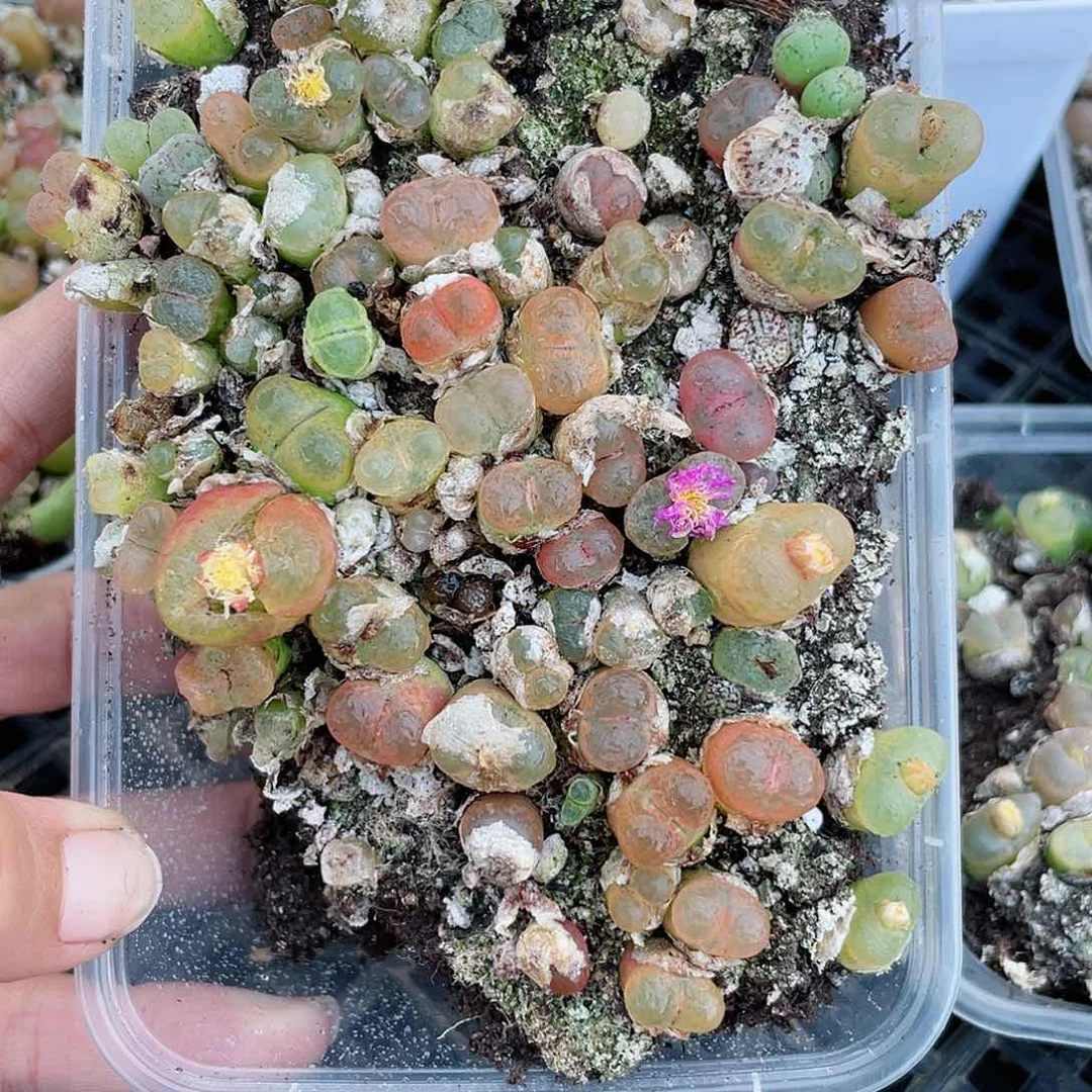 红陶20CM（含）-50CM（不含）323