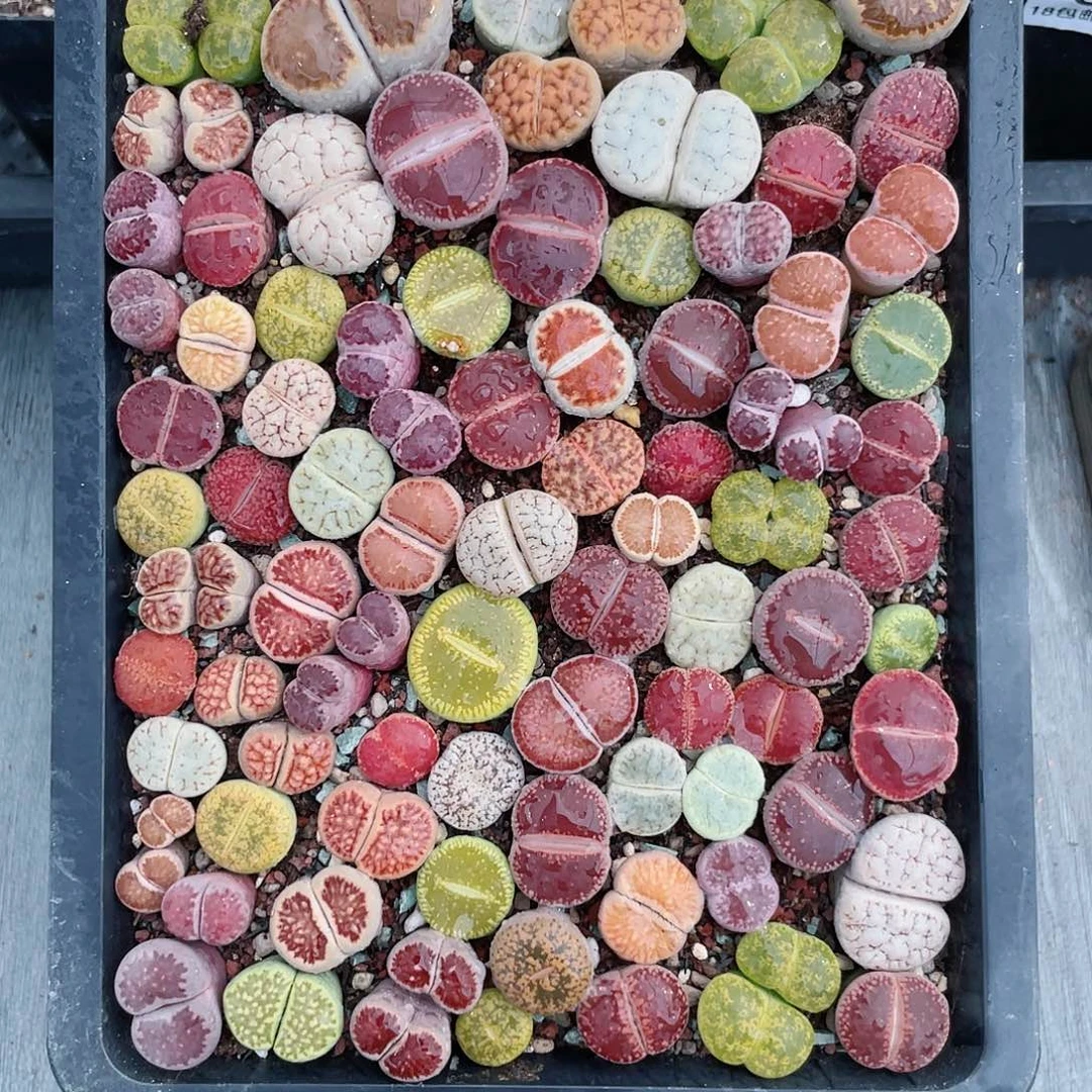 红陶20CM（含）-50CM（不含）415