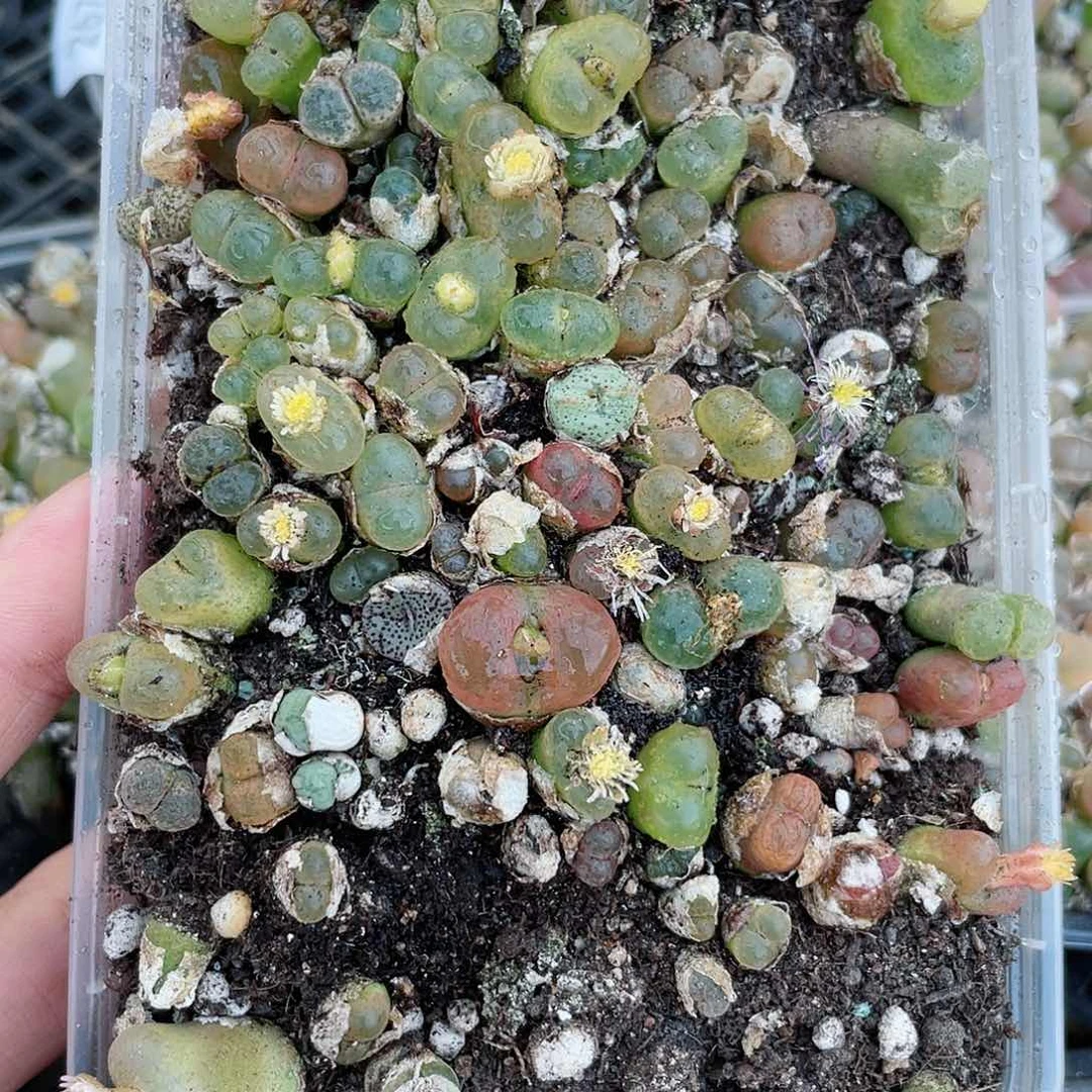 红陶20CM（含）-50CM（不含）321