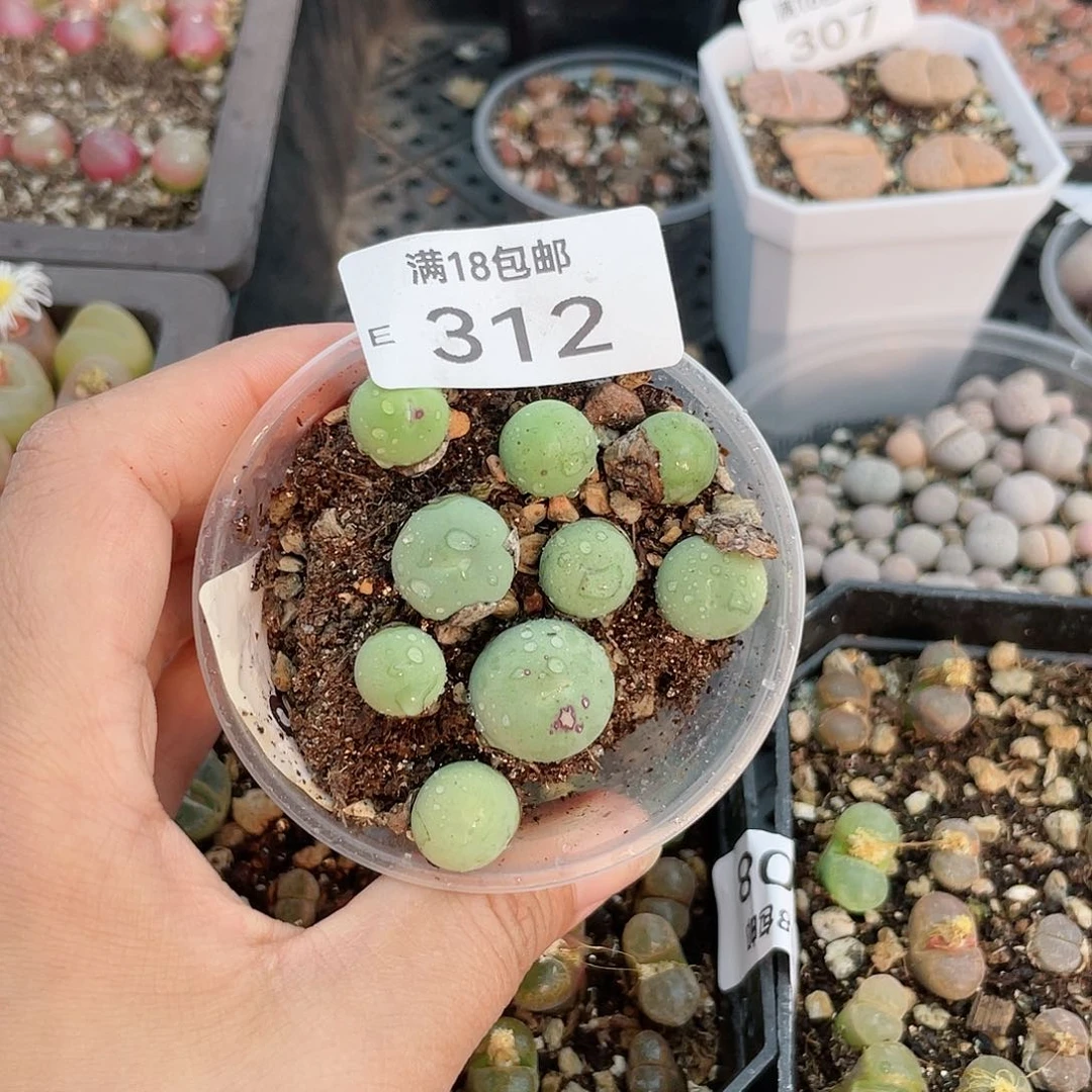 红陶20CM（含）-50CM（不含）312