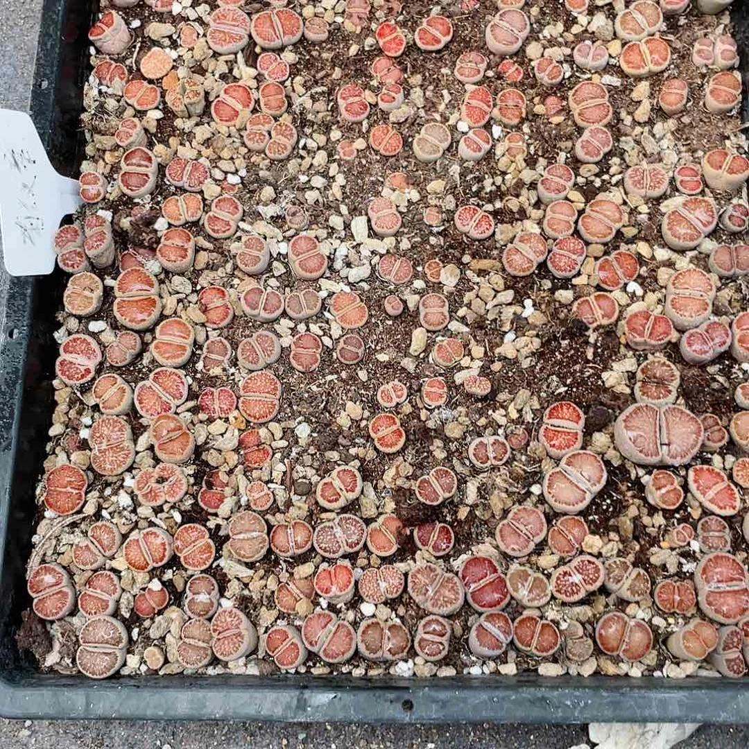 小*003小冰e e e e e e e