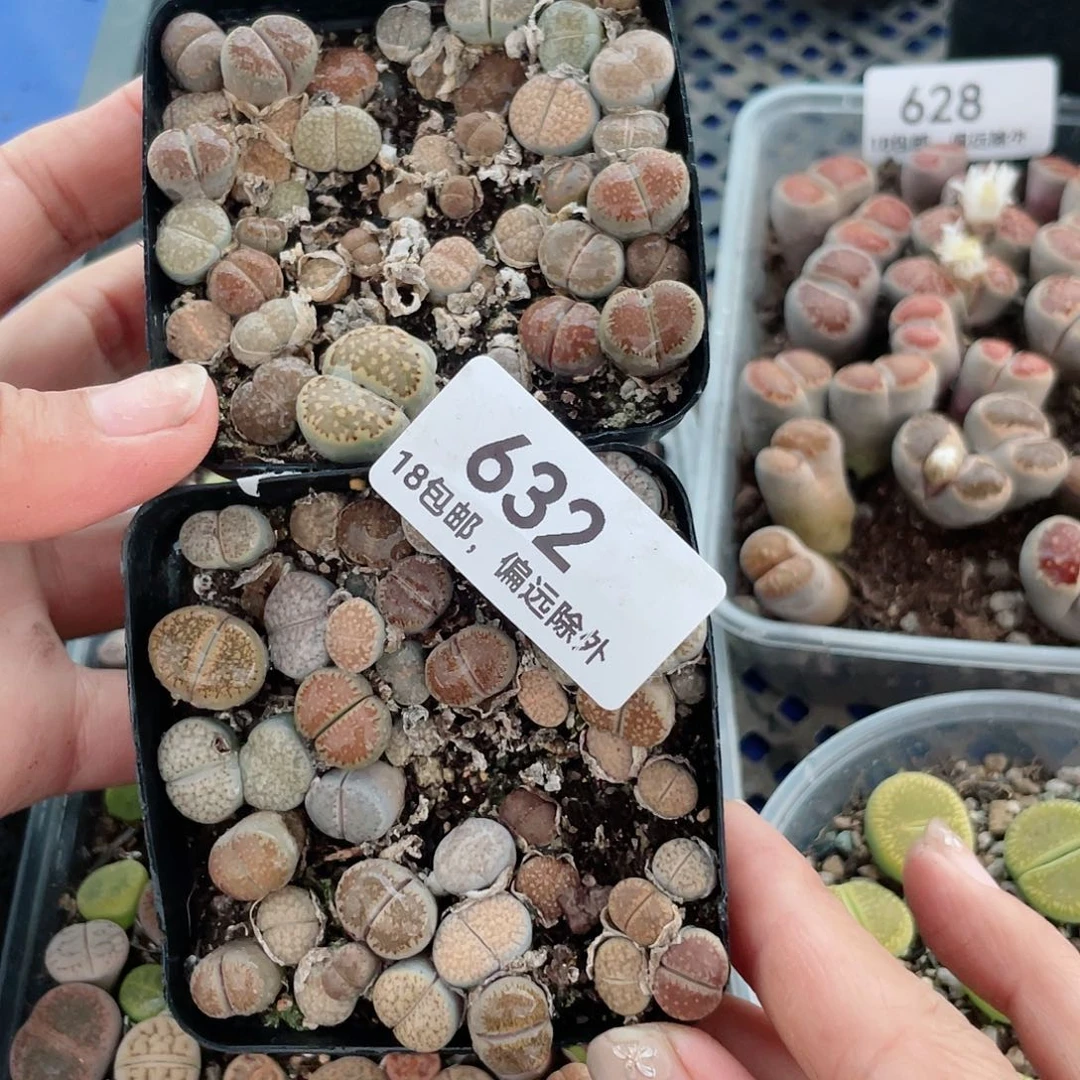 红陶20CM（含）-50CM（不含）632