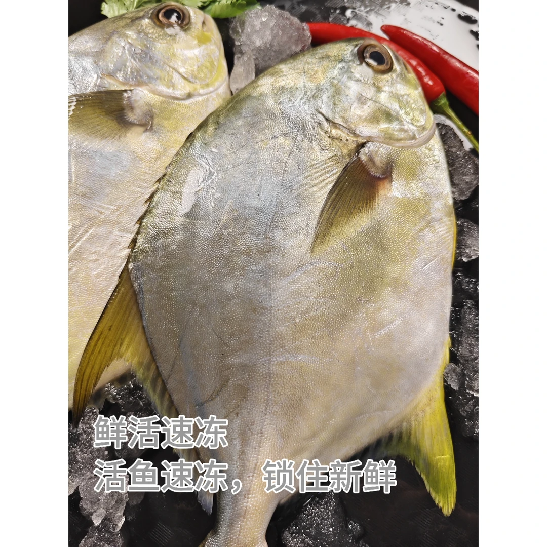 〔云妹妹专属〕北海海捕金昌鱼   5斤起包邮生鲜拍下不换介意慎拍