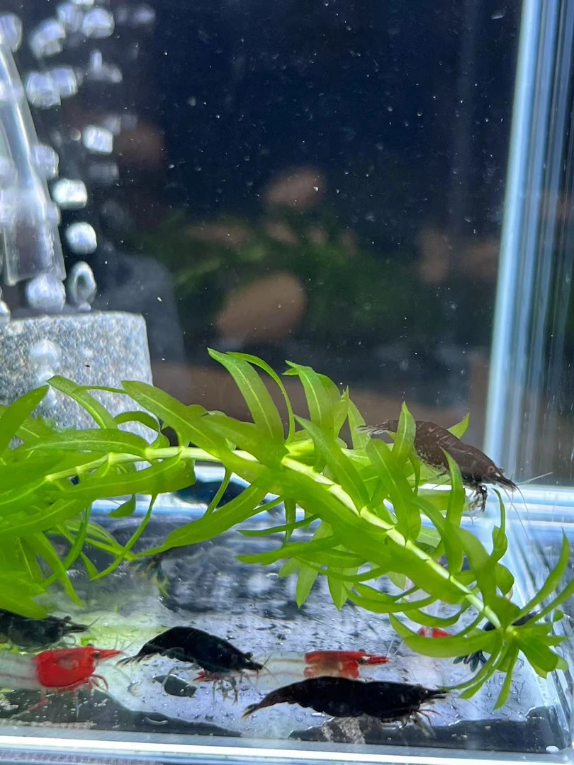 观赏鱼斑马鱼活体除藻虾鲜活观赏虾淡水晶虾极火宠物虾鱼缸工具