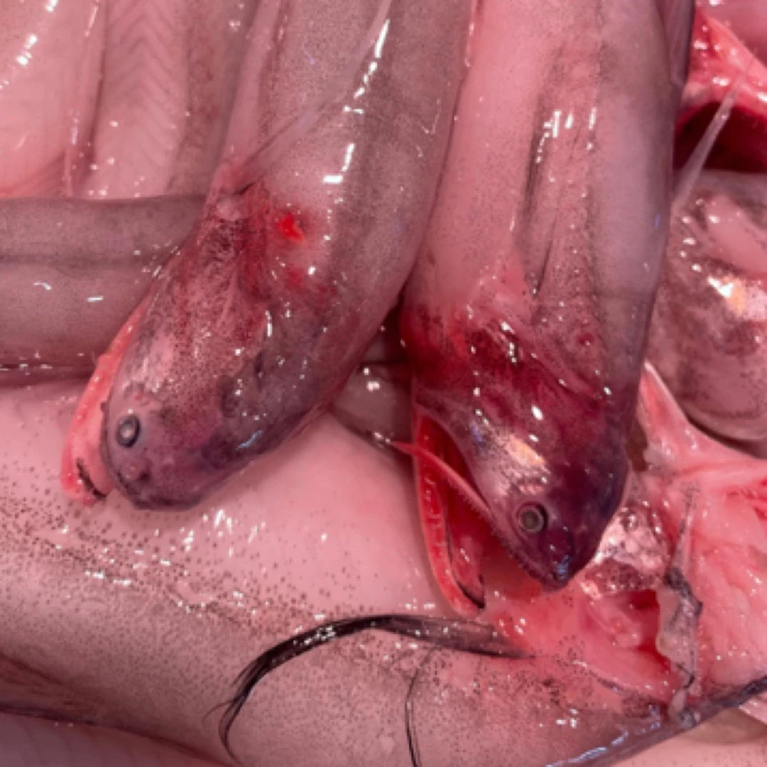 东海野生海捕豆腐鱼（东海小白龙）顺丰冷连包邮到家