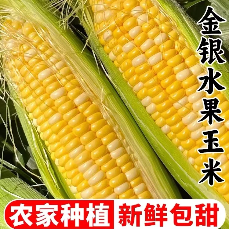 云南鲜金银双色嫩香甜水果玉米新鲜生食玉米新鲜榨汁玉米棒包邮