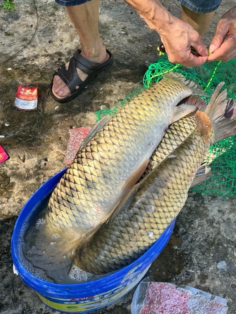 谷麦配方谷麦料包鲤鲫草