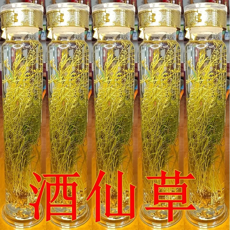 酒仙草九仙草酒草九草山水办公室观音竹金黄黄金直供高端高档圆筒