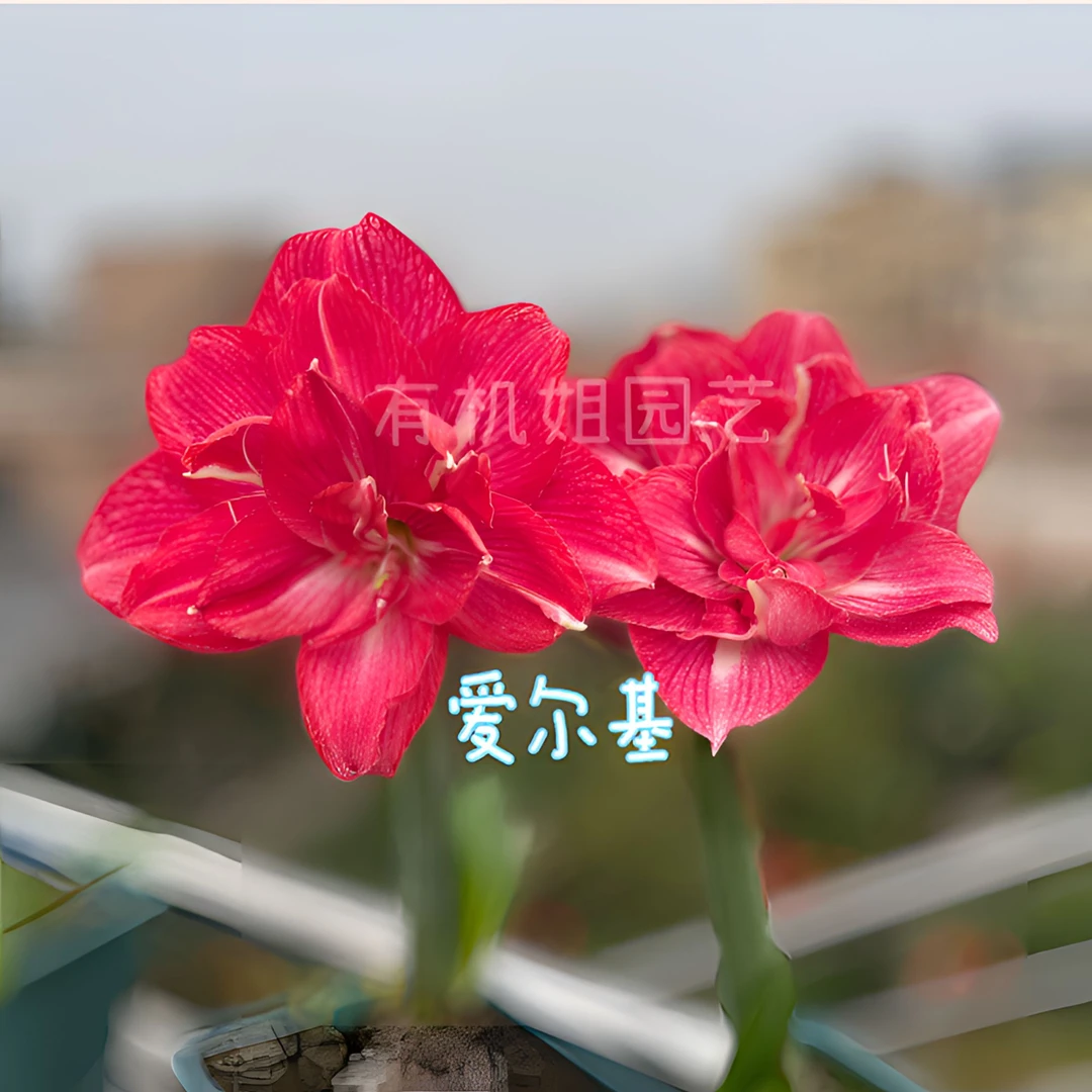 有机姐园艺［艾尔基＆爱罗姬］澳朱品种朱顶红