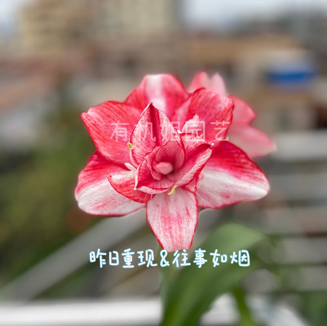 有机姐园艺/朱顶红/昨日重现&往事如烟/澳朱/盆苗