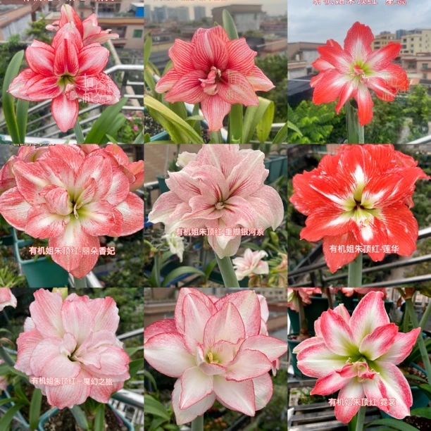 有机姐园艺/台朱南非朱日朱品种/切球苗/重瓣小苗