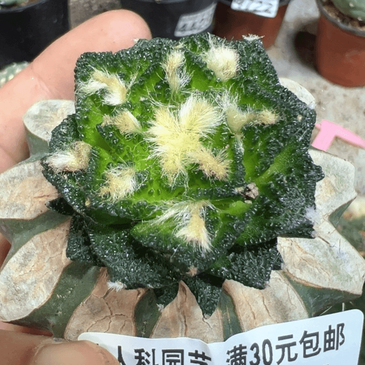 福利苗接辛顿4941