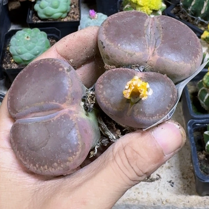 壹***林福利实生盛世花1745