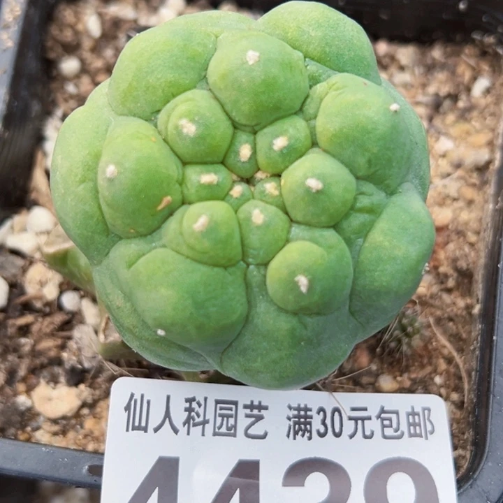 福利大优4439仙人球