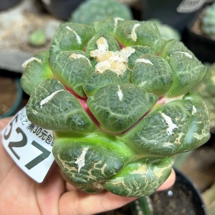 ?***面福利苗接大连山527