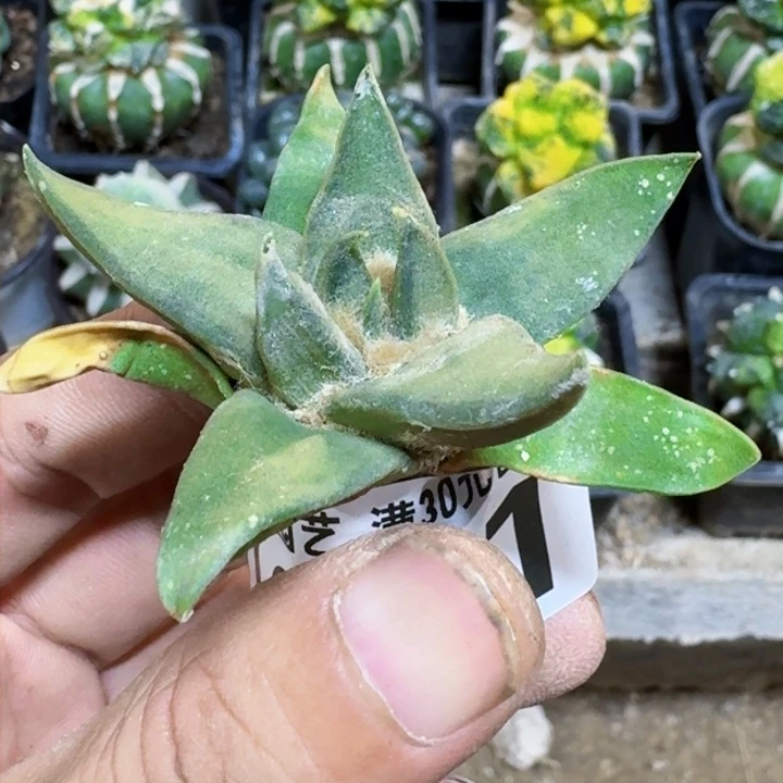 福利实生龙牙1811