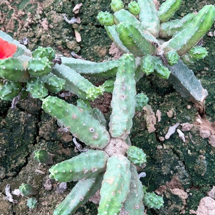 福利淘汰郎群仙人球
