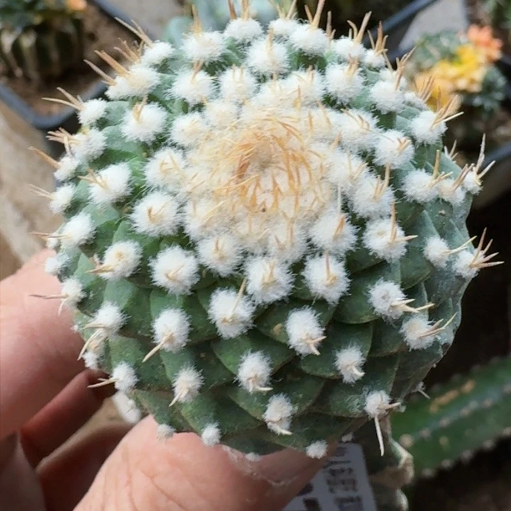 福利苗接菊水1271