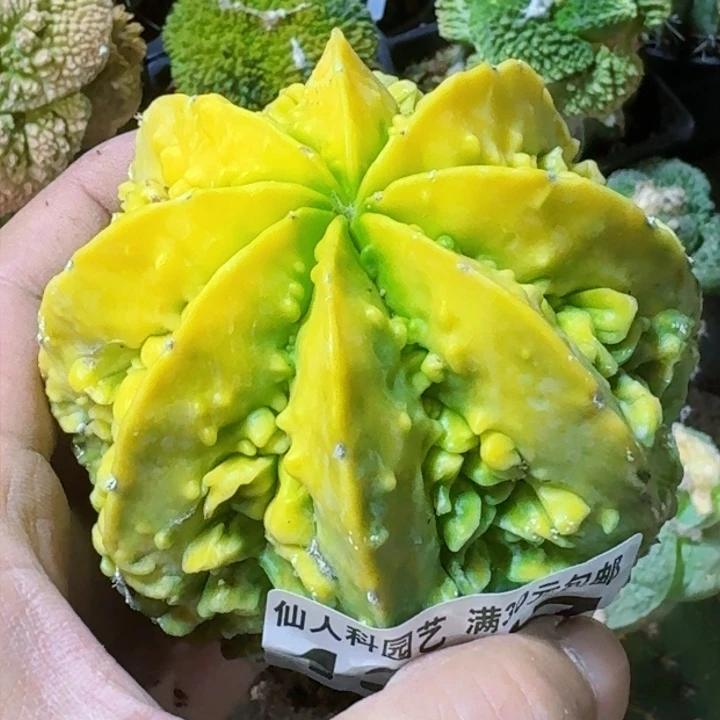 福利苗接核桃锦1357