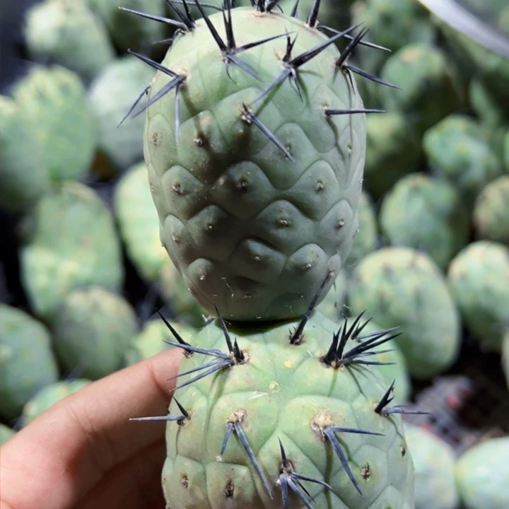 福利大绿皮粗黑刺175